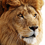 OS X 10.7 Lion