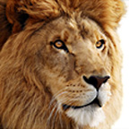 OS X Lion