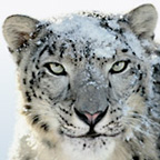 Snow Leopard