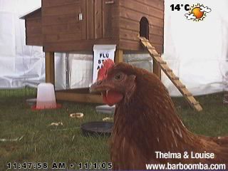 chicken webcam