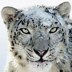 OS X 10.6 Snow Leopard